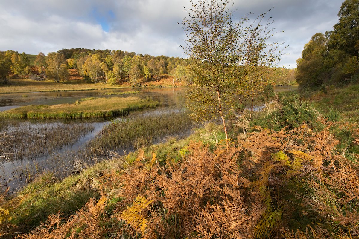 Beaver wetland at South Clunes Farm, near Inverness in autumn.