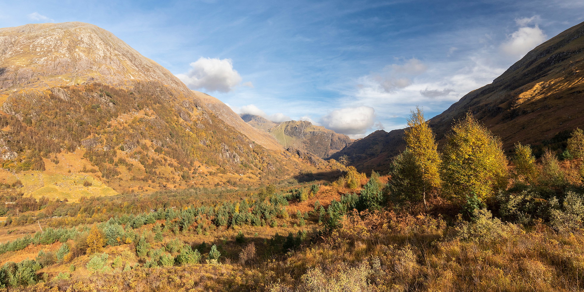 Birch and Scots pine saplings within the Glen Nevis Woodland Restoration Area, Glen Nevis Estate, Lochaber, October, 2023 (from fixed point camera)