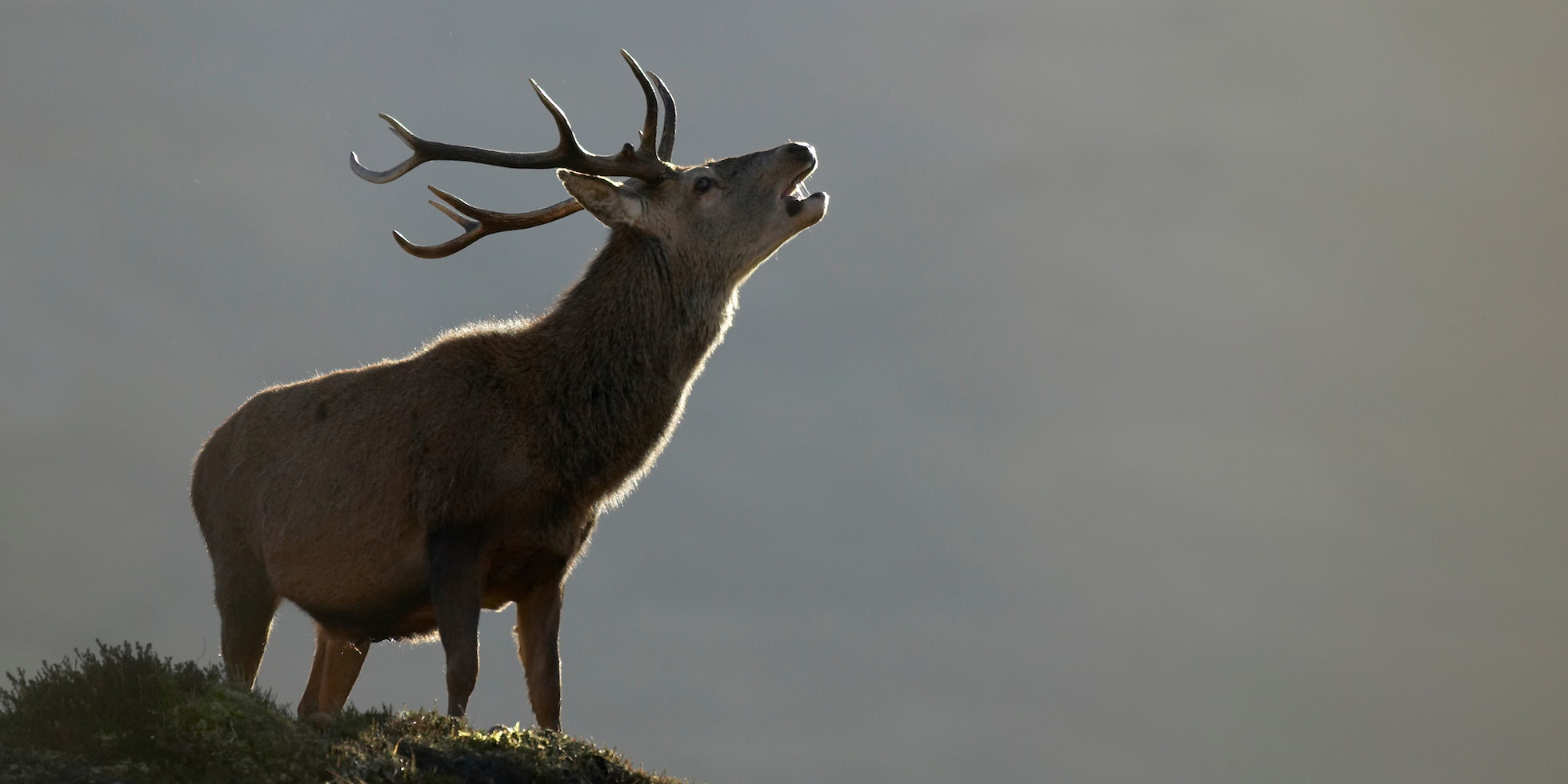 Red deer (Cervus elaphus) stag/male roaring during annual rut Alladale Wilderness Reserve Scotland