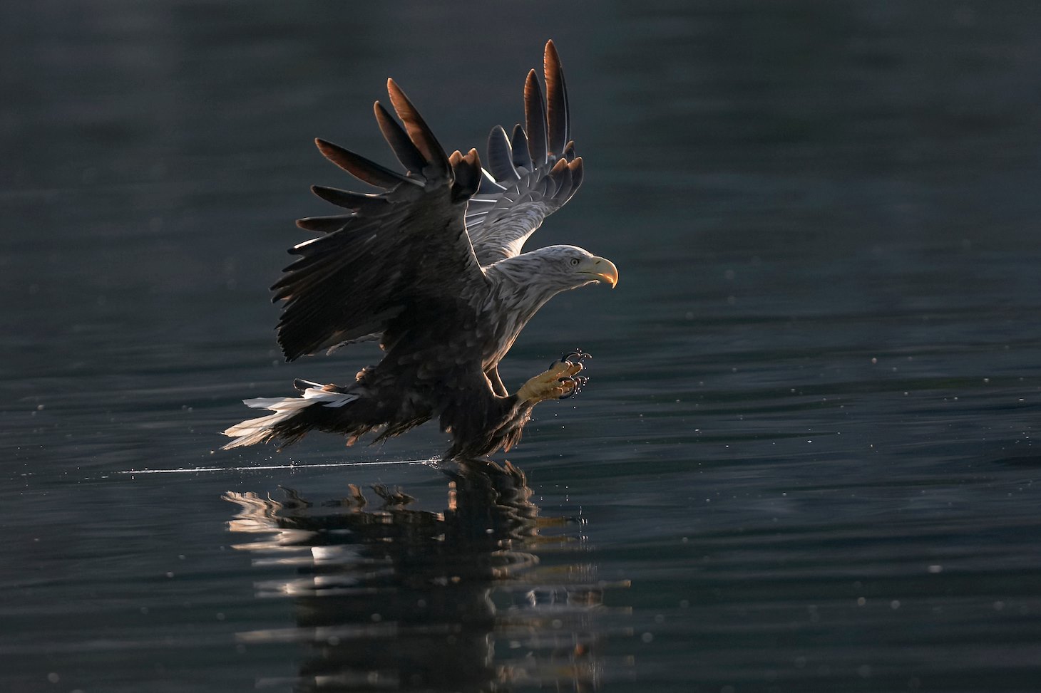 Sea eagle (Haliaeetus albicilla) adult stooping for fish in sea, Flatanger, Norway.