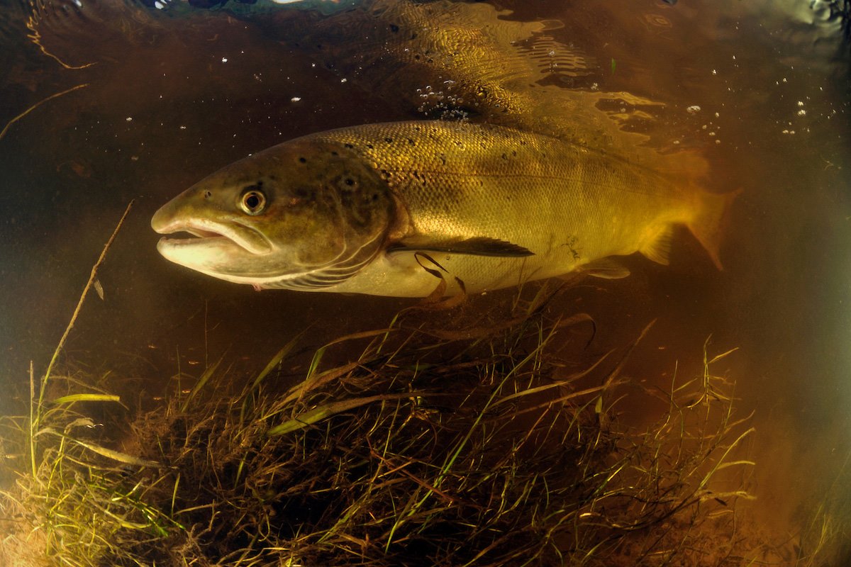 Atlantic Salmon (Salmo salar) female ready to spawn,River Tweed, Scotland, October