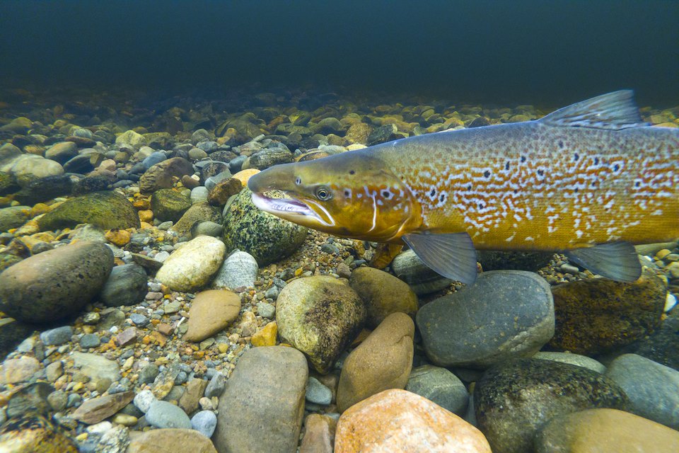 Atlantic Salmon