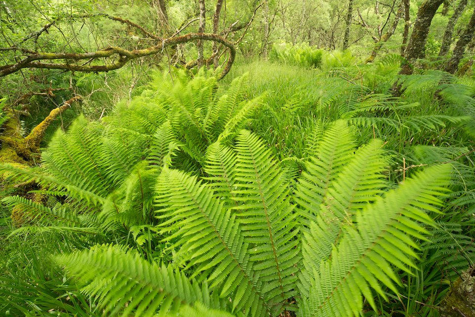 Rich Atlantic Oakwood in summer, Taynish NNR, Argyll, Scotland.