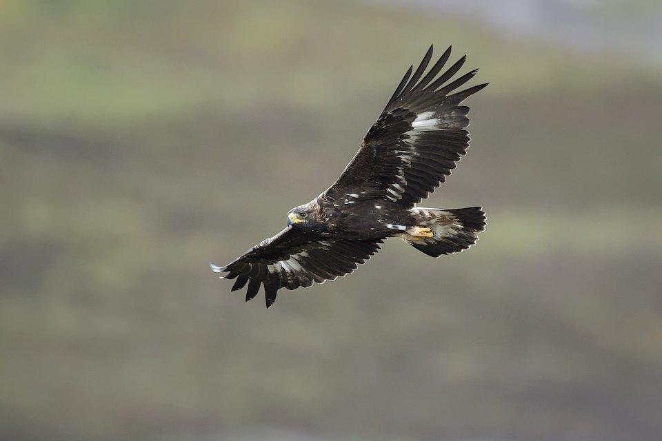 Golden Eagle (Aquila chrysaetos) sub-adult in flight, Strathdearn, Scotland