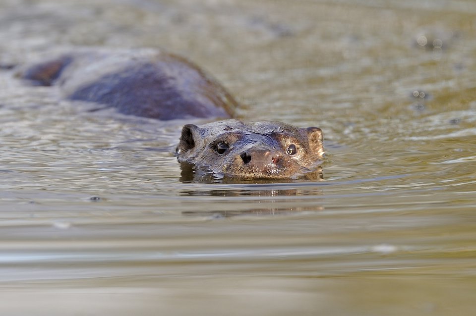 European Otter(Lutra lutra)on riverWales, UK