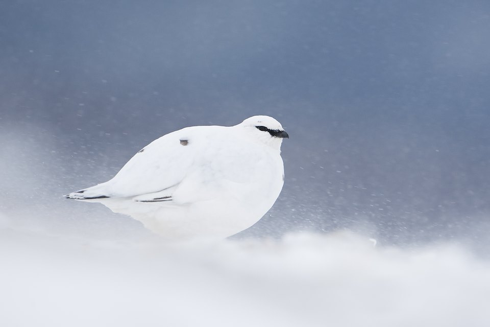 Ptarmigan (Lagopus mutus) in winter plumage, Grampian Mountains, Scotland, February 2010