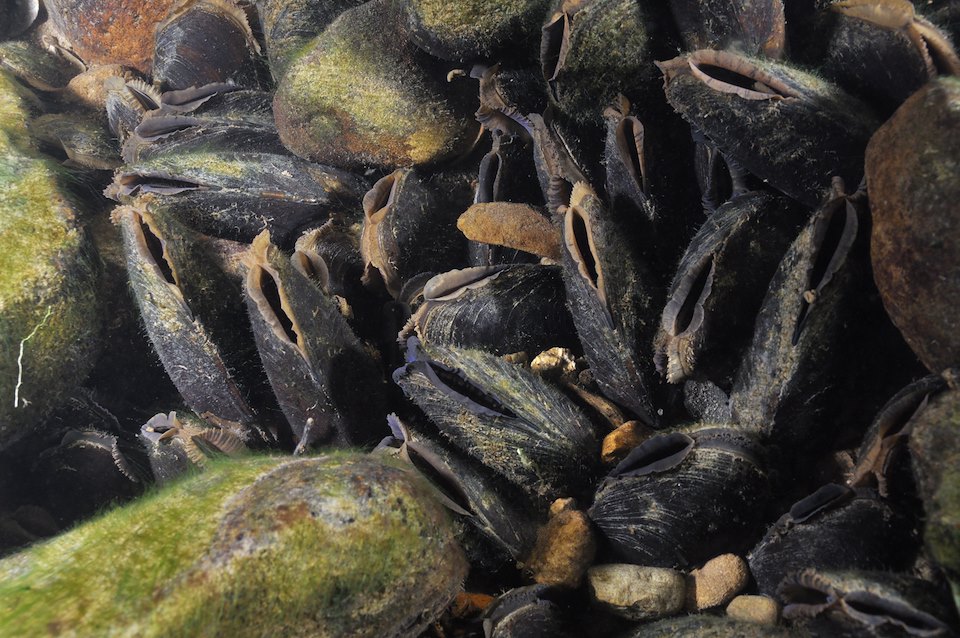 Freshwater Pearl Mussels (Margaritifera margaritifera) in a fast-flowing river bed,England: Cumbria, Ennerdale valley, October